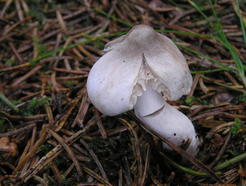 Tricholoma virgatum